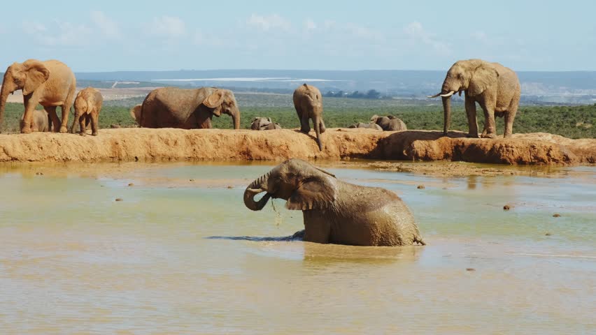 A baby elephant is bathing in a pond and drinking water. And enjoying the water on a hot summer day in the wild savannahs. The wildlife in the safari park in Africa during the daytime