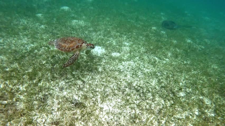 Video shot of the sea turtle swimming near a ray.