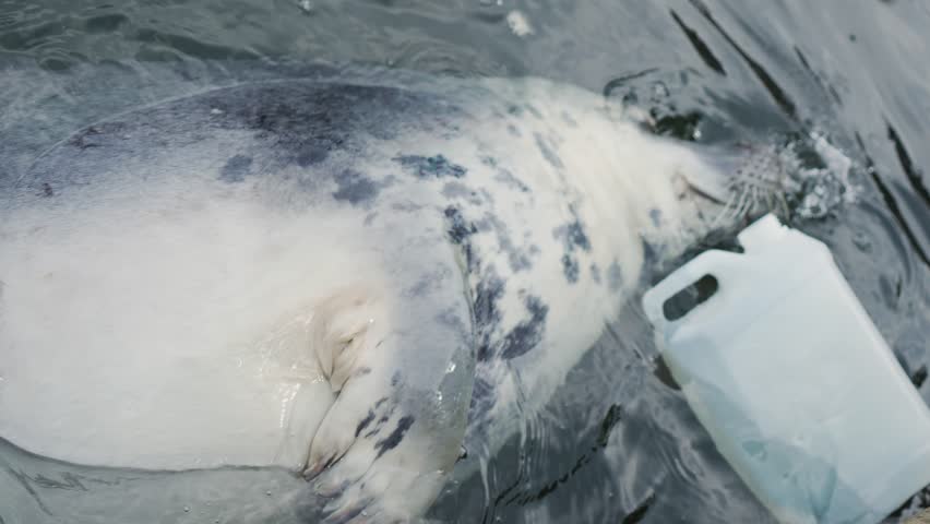 Grey Seal Interacting With Plastic Bottle in Marine Conservation Program. Playful Atlantic Grey Seal in zoo. Protection of endangered marine species in Poland on Hel Peninsula