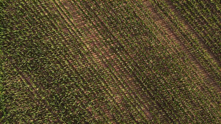 Corn agricultural field, farming organic food at maize crops. Green cornfield aerial view. Agricultural land cultivation, farming business and husbandry