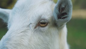 Close-up of a farm goat's face with white fur. Goat eye, portrait. Goat looks at the camera, then turns its head to the side. Goat breeding, agriculture, farming. Agricultural business - Powered by Shutterstock - Get 15% off with code: PIKWIZARD15