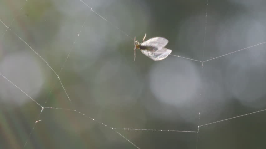 Fly Trapped in Spider Web with Blurred Background