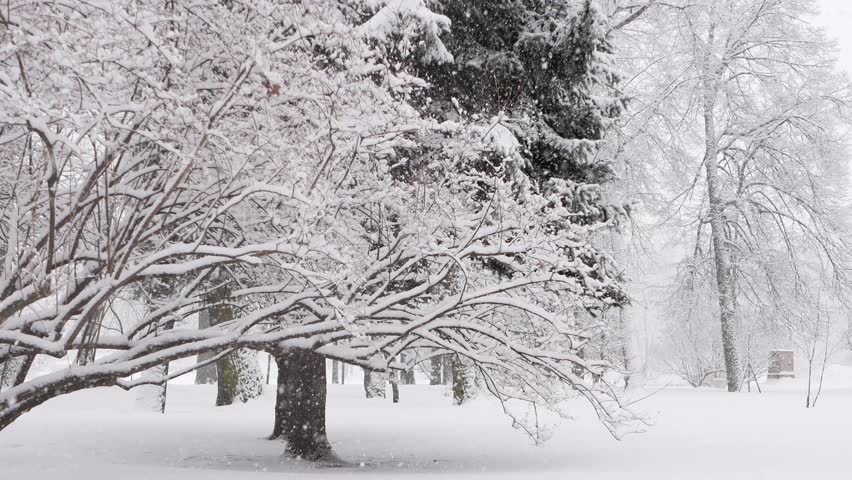 Snowstorm in the forest, winter landscape. Heavy snowfall in the city park. Winter landscape - a snow-covered park with beautiful trees, covered with hoarfrost