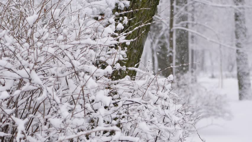 Snowstorm in the forest, winter landscape. Heavy snowfall in the city park. Winter landscape - a snow-covered park with beautiful trees, covered with hoarfrost