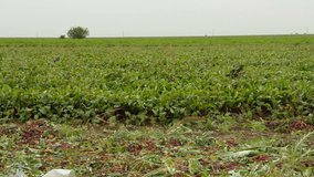 Panoramic shot: field of beet and sacks full of beetroot.