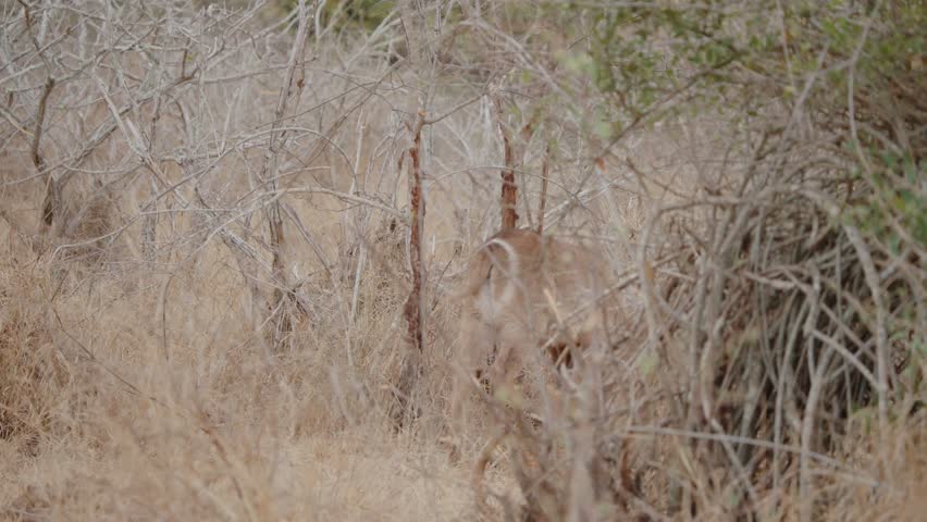 Static slow-motion of waterbuck grazing through the wooded savanna in Kruger National Park