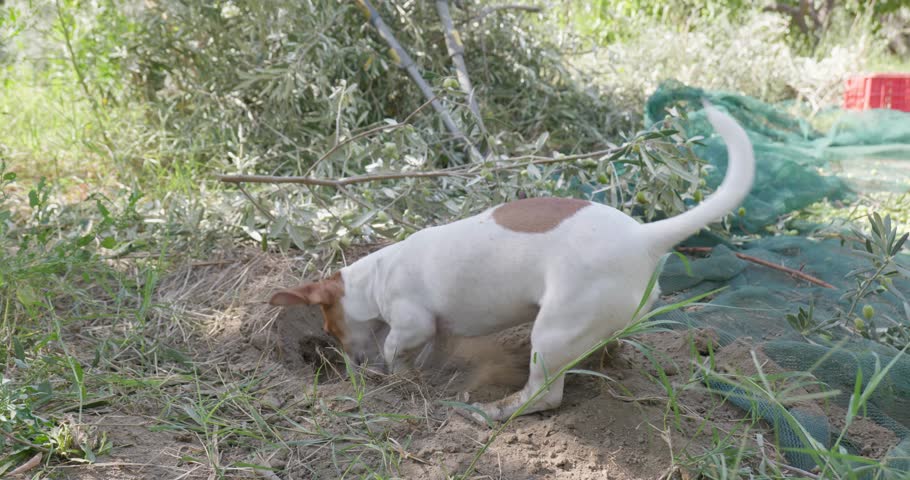Funny playful Jack Russell Terrier dog playing in the garden. Little dog digging a hole in the ground.