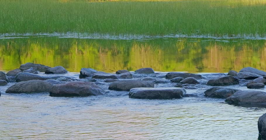 The origin or source of the Mississippi River in Minnesota, with water flowing out of Lake Itasca, in evening light.
