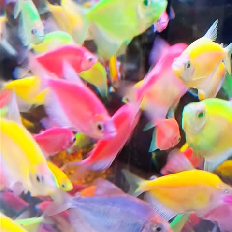 Surabaya, East Java, Indonesia, 2 November 2024
Fish with striking colors are very beautiful in the aquarium
