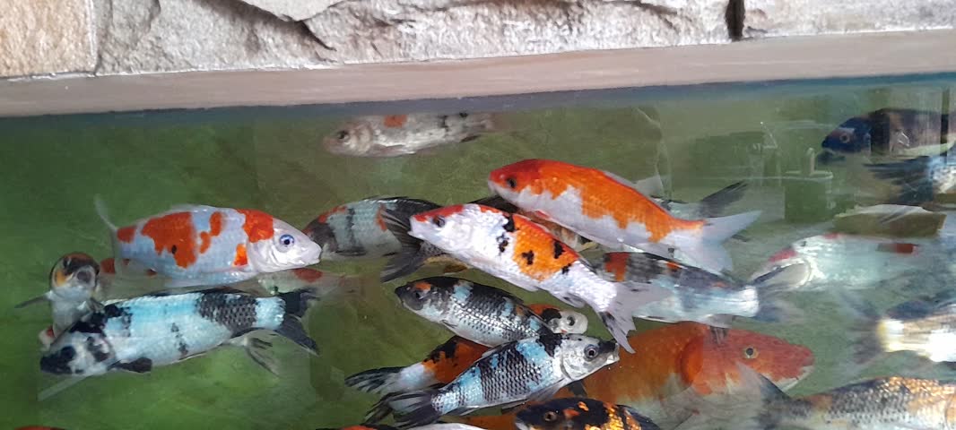 a beautiful fish in a large aquarium in the house