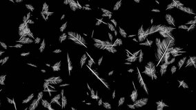 White Feather Burst on Alpha Channel. 3D rendering. Place on footage or background and easier to change colour.
 - Powered by Shutterstock - Get 15% off with code: PIKWIZARD15