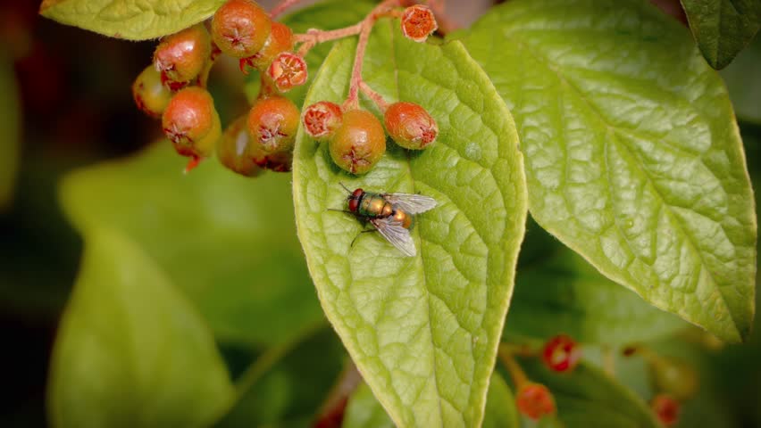 Fly sitting on green leaf extreme macro close up stock footage