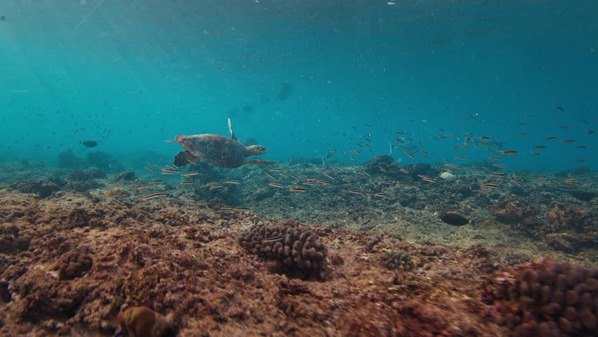 Sea turtle swims underwater on the reef