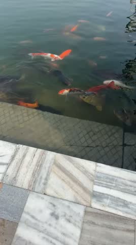 Crazy natural habitat with vibrant fishes