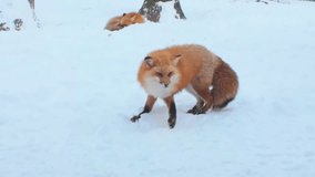 Cute fox on snow in winter season at Zao fox village, Miyagi prefecture, Japan. landmark and popular for tourists attraction near Sendai, Tohoku region, Japan. Travel and Vacation concept - Powered by Shutterstock - Get 15% off with code: PIKWIZARD15