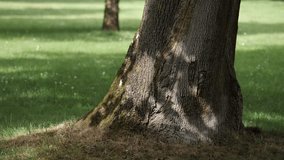 Dancing leaf shadows on ancient oak.
Video footage showing moving shadows on centuries-old oak tree standing tall in a serene meadow setting. - Powered by Shutterstock - Get 15% off with code: PIKWIZARD15