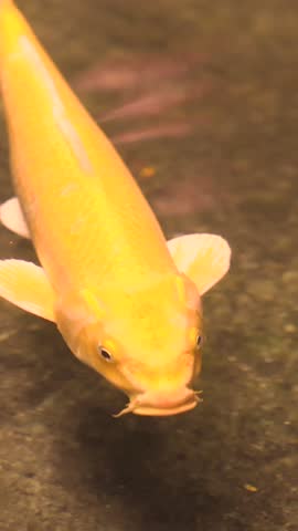 golden fish in aquarium closeup shot water