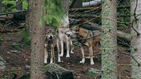 Eurasian wolf pack howling (Canis lupus lupus) in the forest - Powered by Shutterstock - Get 15% off with code: PIKWIZARD15