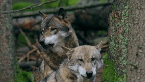Eurasian wolf pack howling (Canis lupus lupus) in the forest - Powered by Shutterstock - Get 15% off with code: PIKWIZARD15