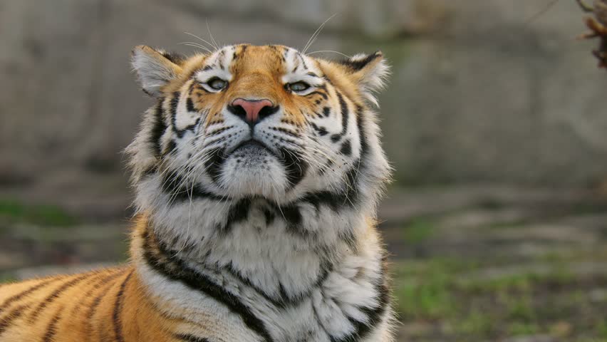 Siberian tiger (Panthera tigris altaica) couple, two big cats interaction