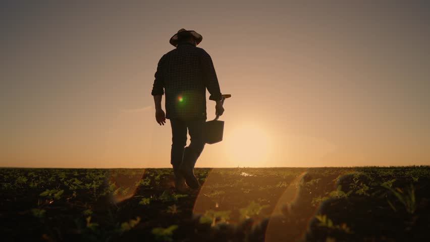 Fertile land in ecological region, hard working farmer walking alone in farmland . Silhouette of agronomist or farm worker in large agricultural field, growing corn and cereals crops for food industry