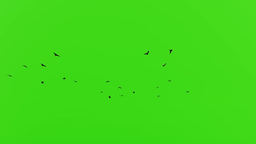 Flock of Flying Seagulls 4K Video, Green Screen Animation