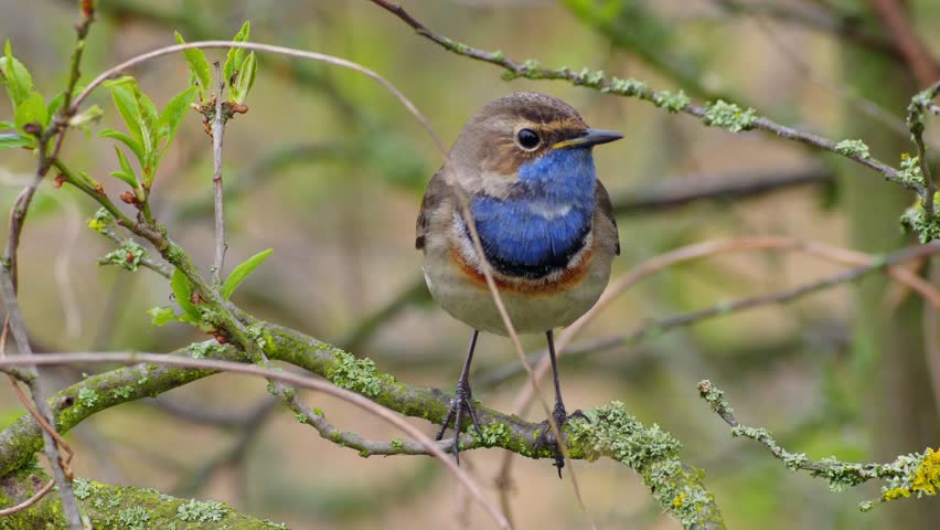 White-spotted bluethroat (Luscinia svecica cyanecula) singing, bird in reeds