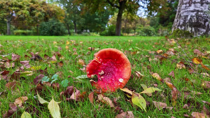 Mushroom in green field in autumn in park in France. Close-up