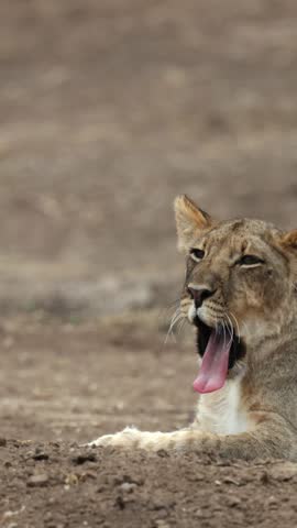 Vertical video - a lion cub yawns