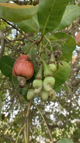cashew nuts that are not ready to be harvested