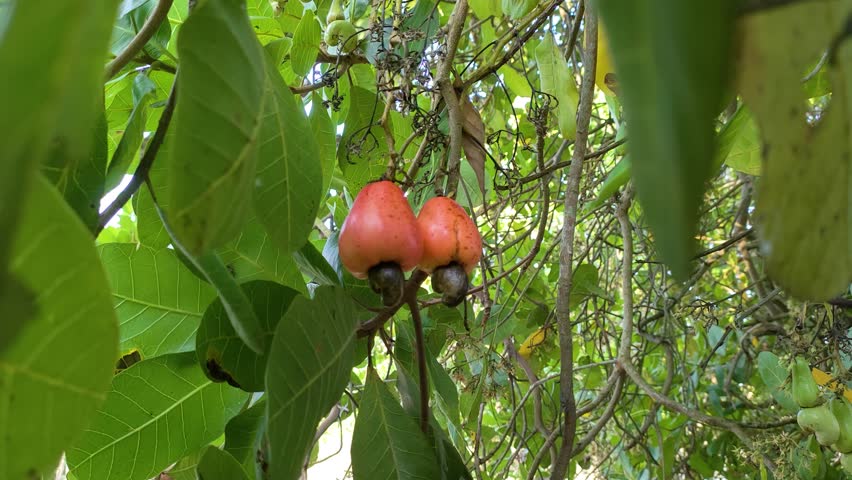 cashew nuts that are not ready to be harvested