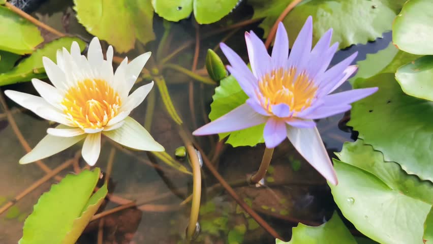 Water Lily flowers bloom abundantly in the pond