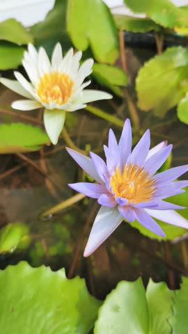 Water Lily flowers bloom abundantly in the pond