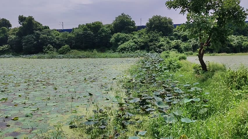A calm lake covered with Waterlilies and surrounded by lush greenery on a sunny day with a cloudy sky
