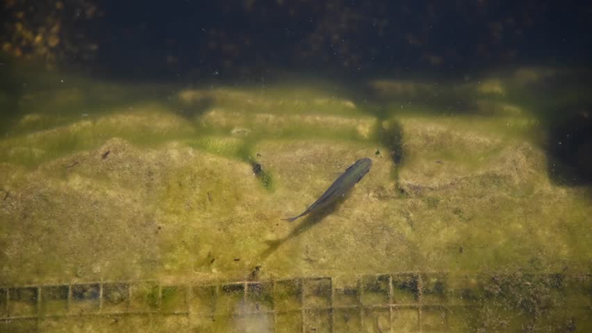 High angle view of one small freshwater fish swimming and feeding underwater in pond in a sunny summer day. Soft focus. Copy space. Animal wildlife theme.