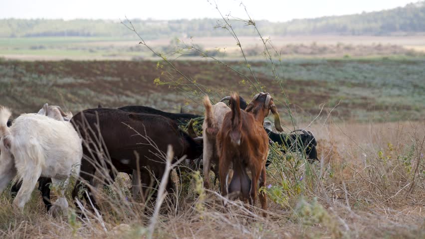 Jerusalem Mountain goats grazing in dry grass
