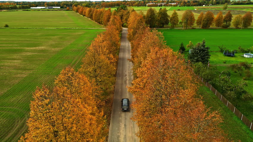 Aerial tracking behind a SUV driving between a row of trees in the countryside in autumn