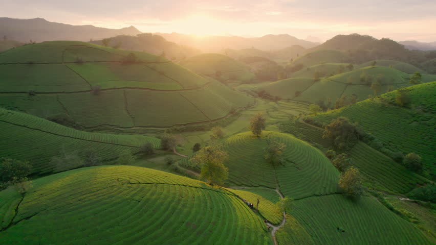 Aerial view of Beautiful sunset shining over Long Coc tea hill in agricultural field on countryside at Phu Tho, Vietnam