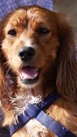 A Joyful and Happy Dog with Fluffy Fur and Stylish Harness Posing in Bright Sunlight
