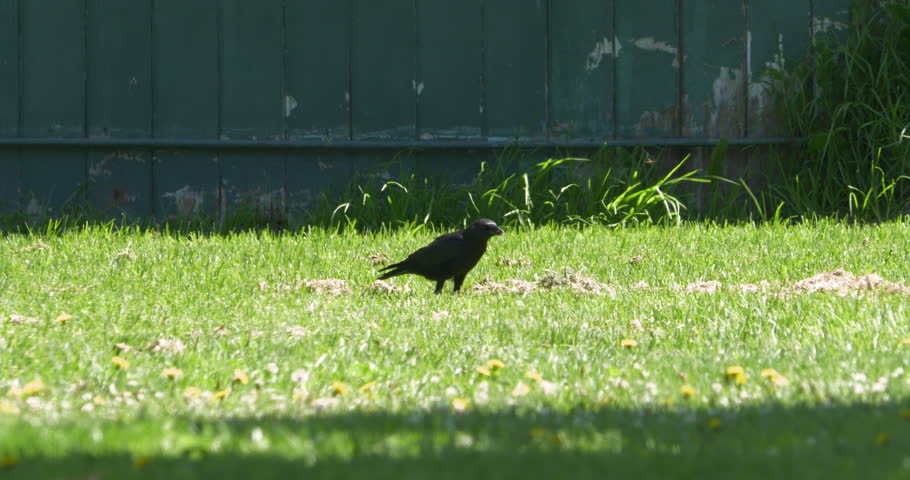 A black crow bird looking and picking his food on the grass at the park on a sunny day