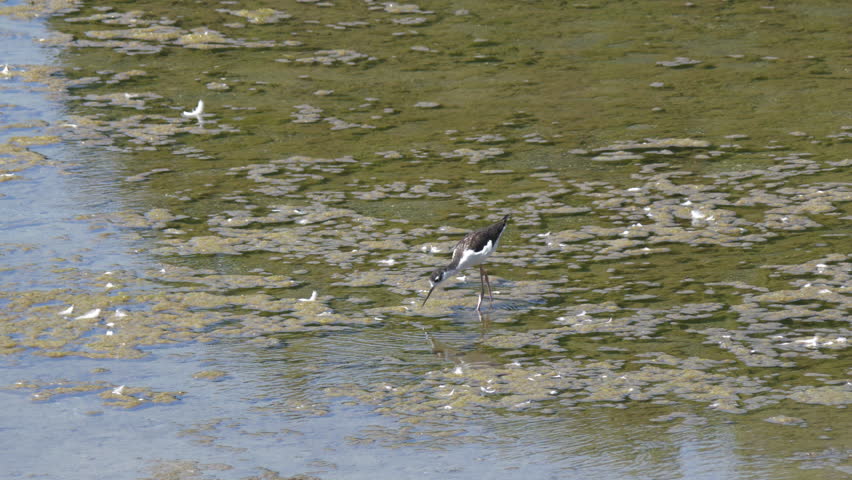 A black-necked stilt bird (Himantopus mexicanus) walking in a shallow creek, looking for food on a sunny day