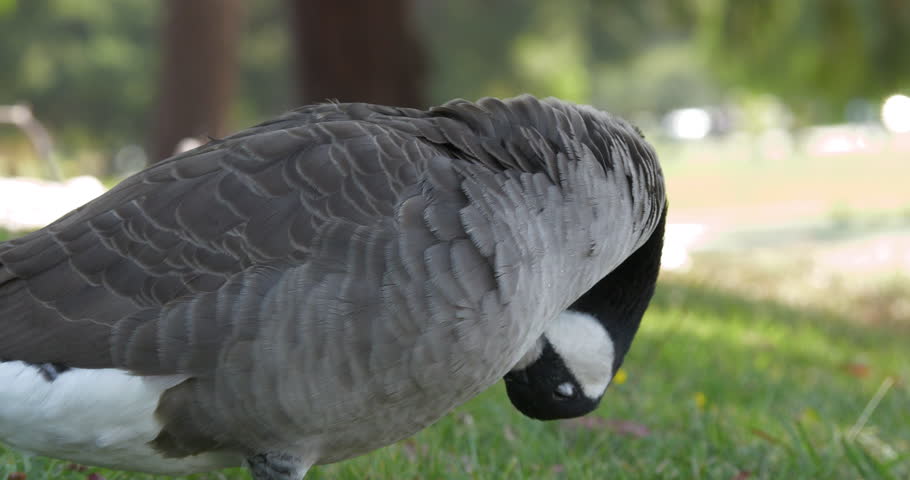 A closeup footage of a Canada goose (Branta canadensis) standing on a grassy land, grooming its feathers on a sunny day, with blurred background
