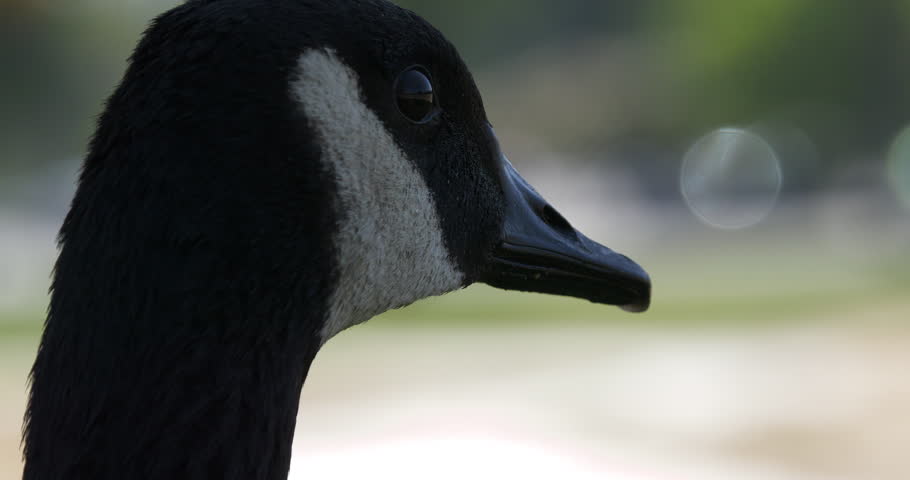 A closeup portrait footage of a Canada goose (Branta canadensis) standing in the city park on a sunny day, with blurred background