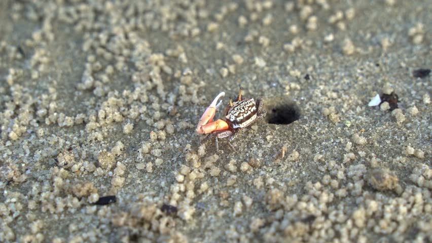 Male sand fiddler crab waving its single enlarged claw, sipping and consuming micronutrients and forming small sand pellets on the sandy beach, slowly moving away from its burrow.