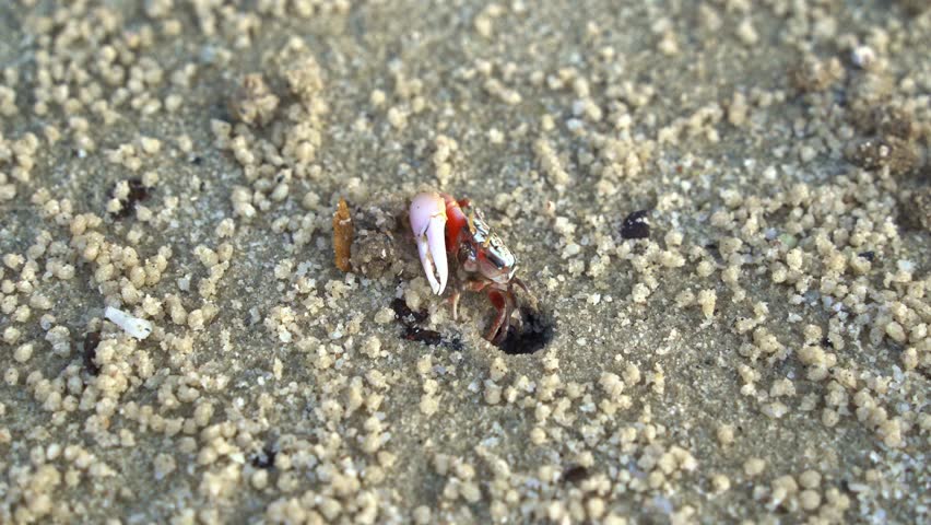 Male sand fiddler crab waving its single enlarged claw, sipping and consuming micronutrients and forming small sand pellets near its burrow on the sandy beach.