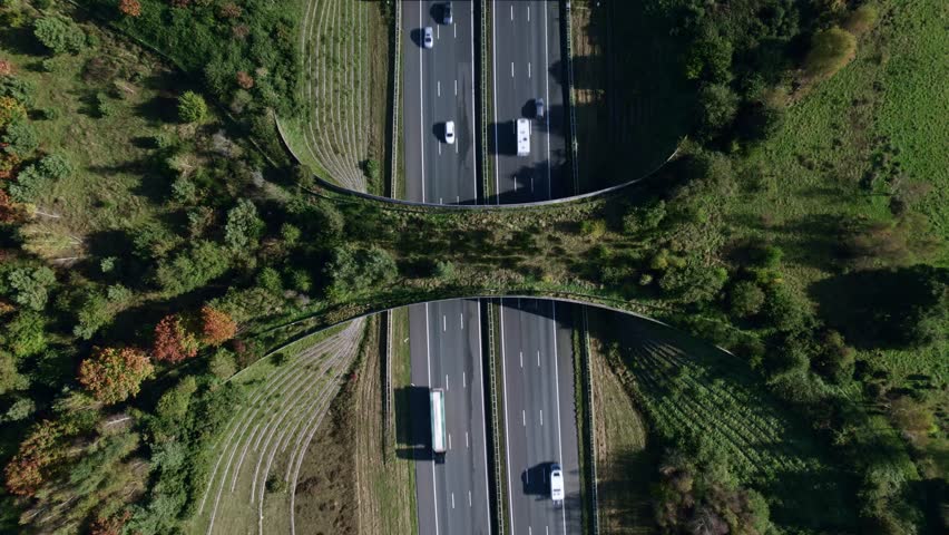 Forest aerial wildlife crossing forming a safe natural corridor for animals to migrate between conservancy areas in autumn