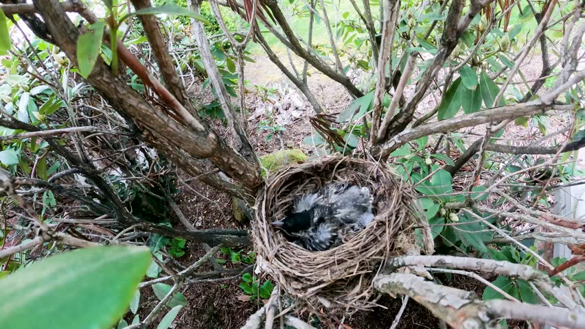 Robins build their nests, hatch eggs and feed birdlings