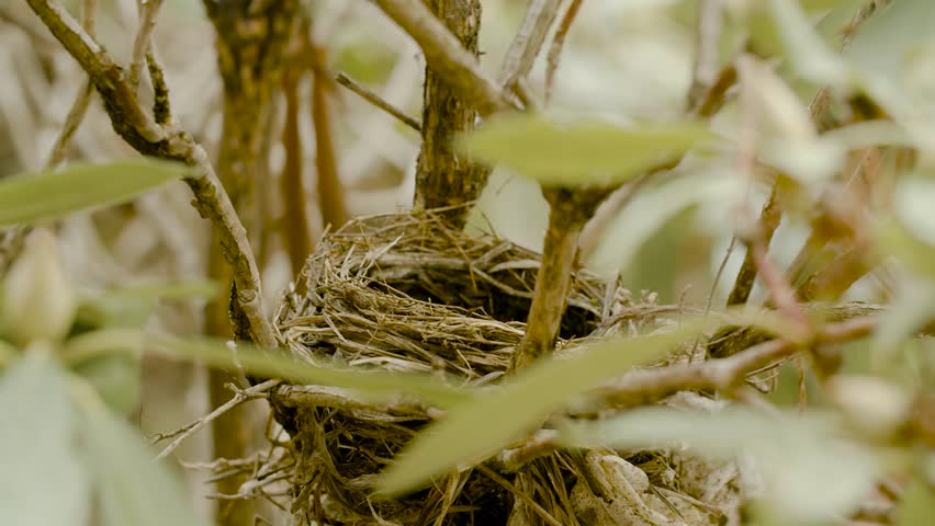Robins build their nests, hatch eggs and feed birdlings