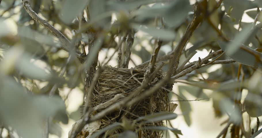 Robins build their nests, hatch eggs and feed birdlings