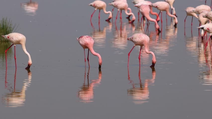 Flamonigos in a lake in Africa